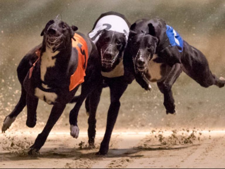 UK greyhound racing mired in ‘major drugs scandal’ over illegal imports of human hormone for dogs