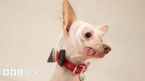 Peterborough pooch Muppet is crowned Britain's ugliest dog