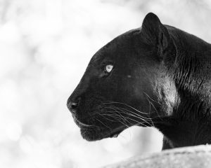 Black Panther (Pierre Lemos/Unsplash)