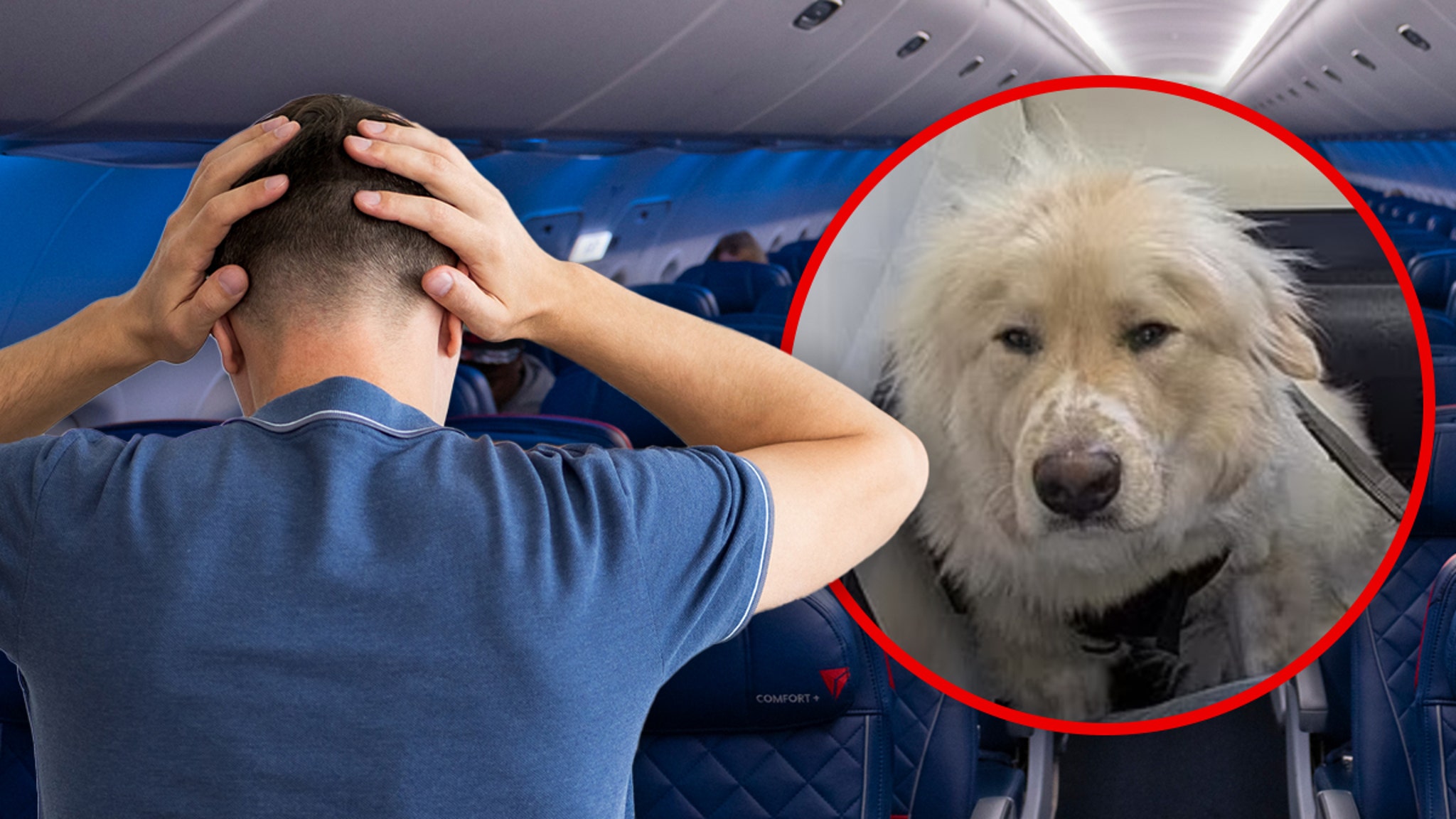 Delta Passenger Fumes After Service Dog Allegedly Replaces Him in First Class