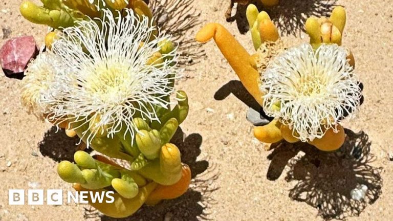 South Africa’s succulent plants under threat from poachers in the Karoo