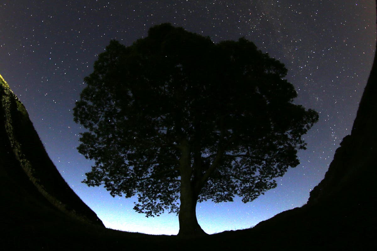 Britain's famous Sycamore Gap tree is gone. 2 men accused of cutting it down are going on trial