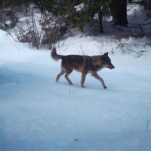 Discover the animals at Plitvice Lakes National Park