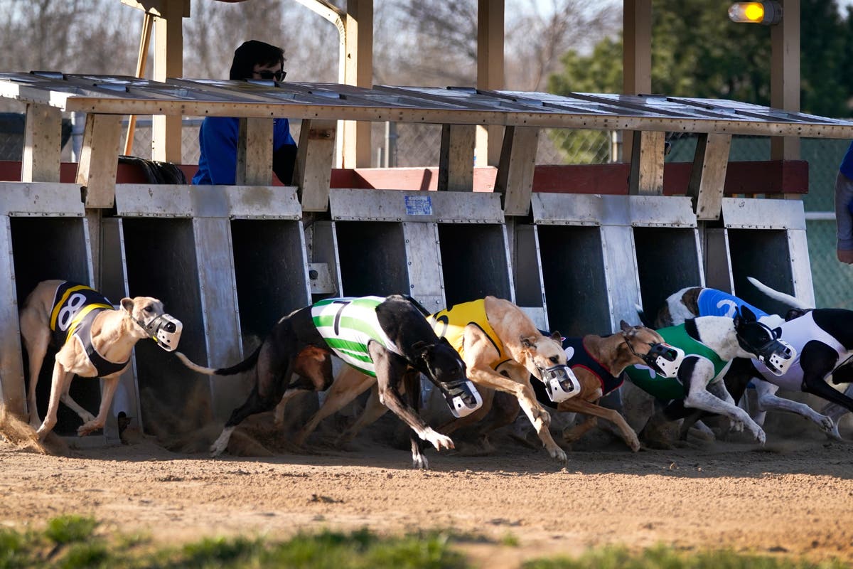 Greyhound racing to be banned in yet another country