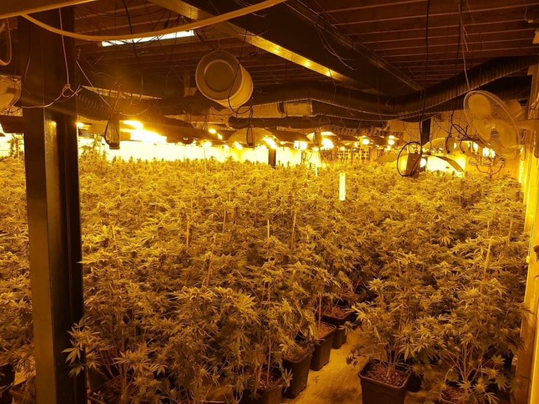 13 ways to spot a cannabis farm in your neighbourhood