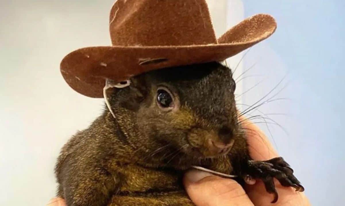 Squirrel Dad Sends Legal Warning to Binance for Alleged Misuse of PNUT Branding