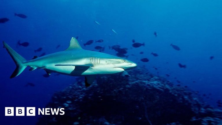 Pastor dies in shark attack on Australia’s Great Barrier Reef