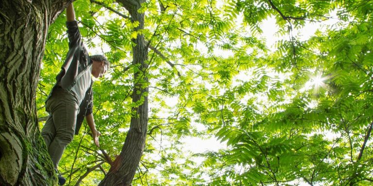 ‘Serious concerns about civil liberties!’ Councils set to slap Britons with on-the-spot fines for climbing trees in parks