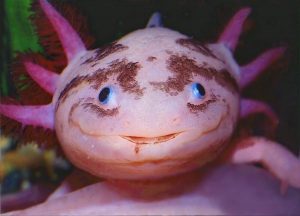 Move over axolotls! There’s a new ‘it’ animal in town this Christmas