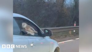 Barn owl filmed perched on moving car on A11 in Suffolk