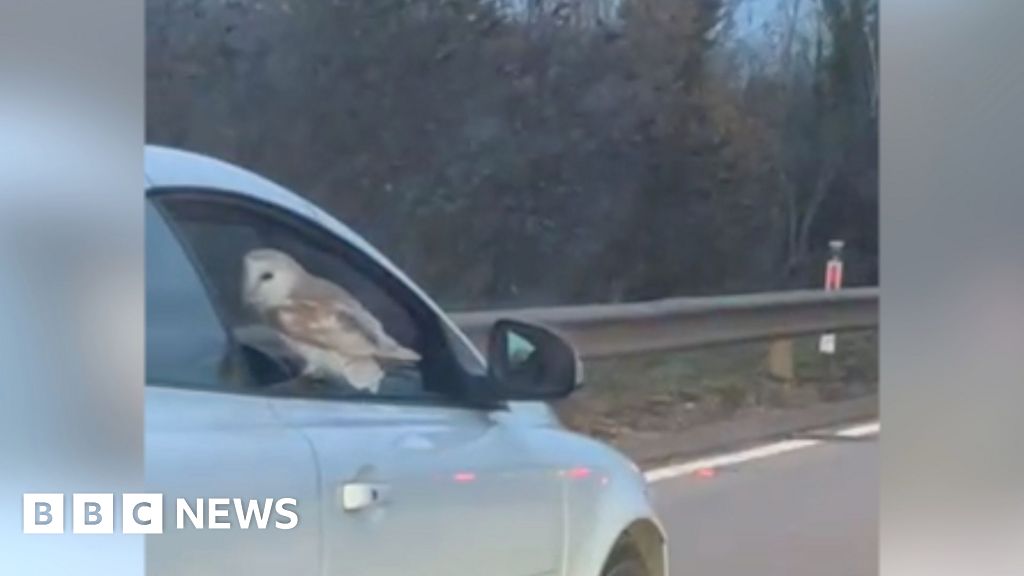 Barn owl filmed perched on moving car on A11 in Suffolk