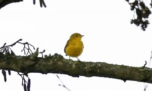 Hundreds of Christmas Day twitchers descend on town after rare American bird sighting