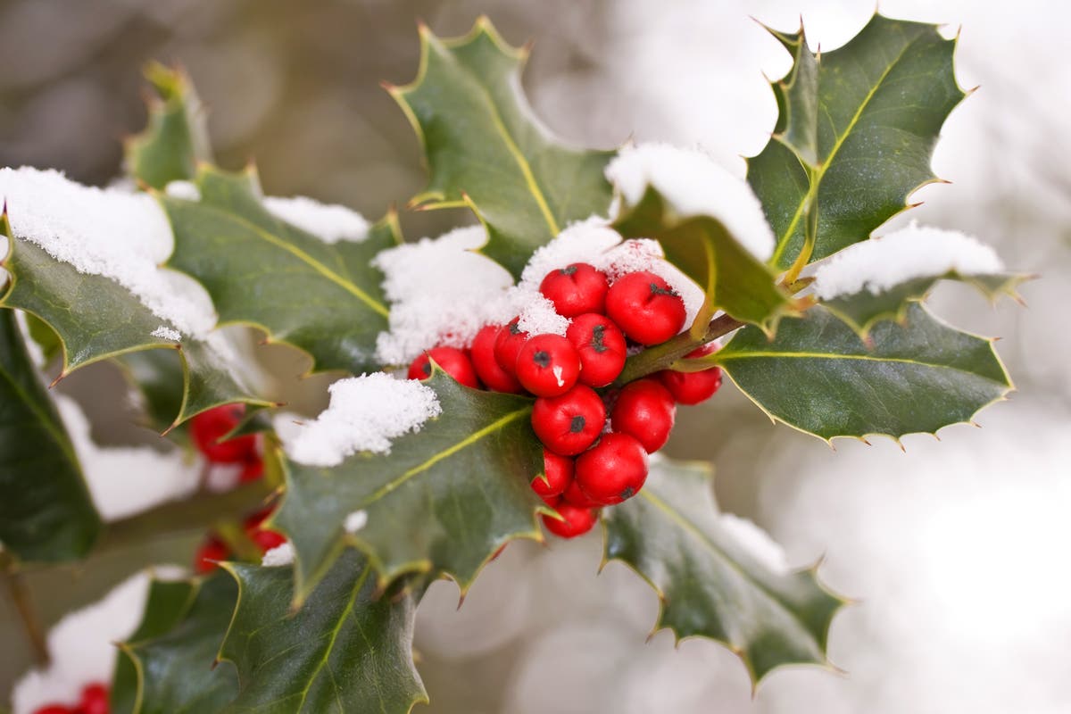 Why many holly wreaths will be without real berries this Christmas