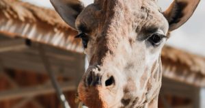 Beloved giraffe Jenga passes at Greater Vancouver Zoo