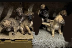 Seven puppies stolen from rural property leaving family ‘devastated’