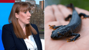 Angela Rayner says newts can't be more protected than people who need housing