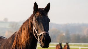 Thoroughbred horse mare on pasture. Farm animal. Rural scenery