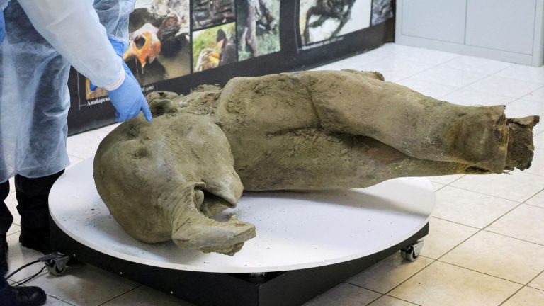 Remains of ‘remarkably well preserved’ baby mammoth unveiled by scientists | Science, Climate & Tech News