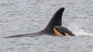 Killer whale Tahlequah who carried dead calf in ‘show of grief’ gives birth again – but experts are concerned | World News