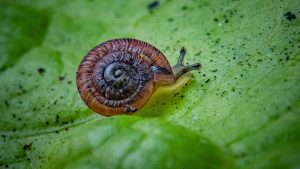 These pea-sized snails were considered extinct for 100 years – now they’re being released into the wild | Science, Climate & Tech News