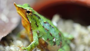 Endangered Darwin's frog. Pic: London Zoo