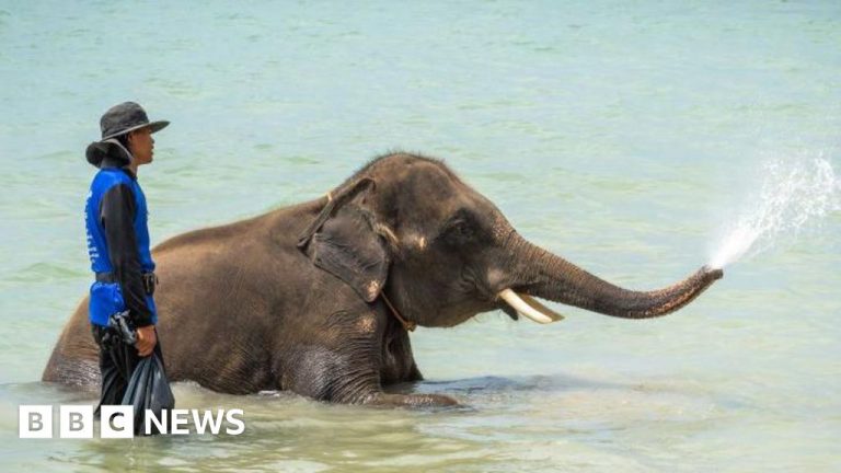 Thailand mahout charged after elephant gores tourist to death