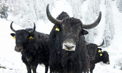 Bulls against a background of snow.