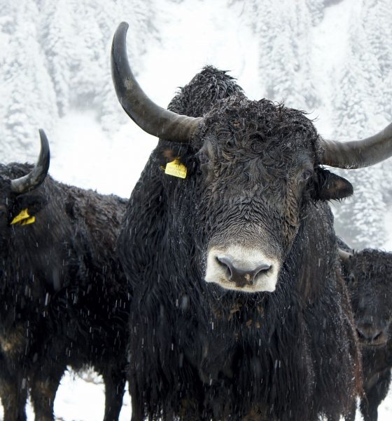 Bulls against a background of snow.