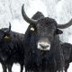 Bulls against a background of snow.