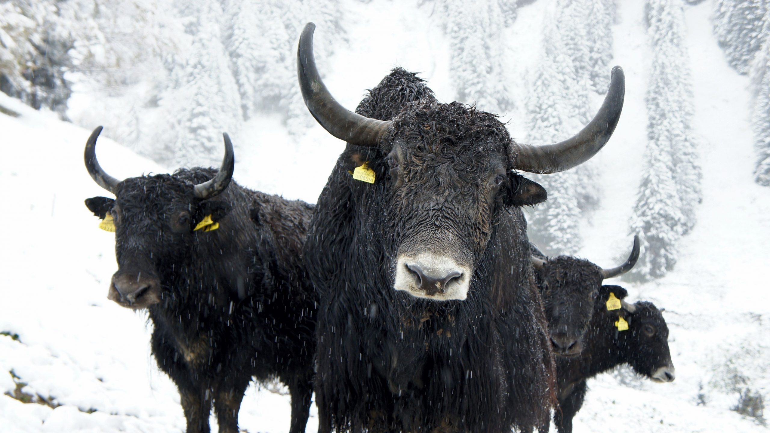 Bulls against a background of snow.