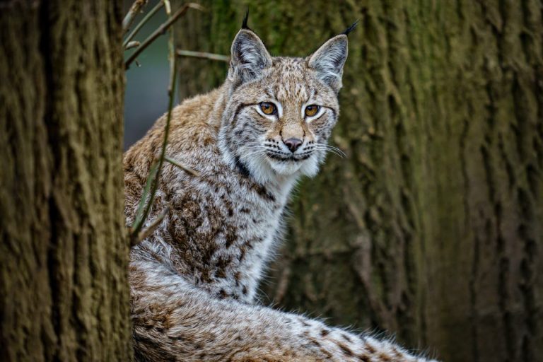 Two more lynx spotted in the Highlands as public warned of dangerous animals