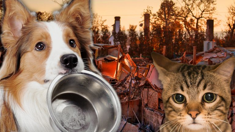 Starving Pets Struggle To Find Food and Water In Areas Destroyed By L.A. Wildfires