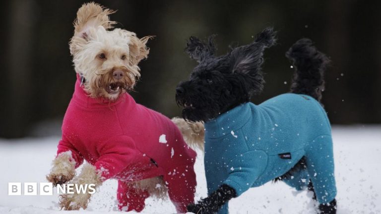 How to look after dogs and cats in cold weather