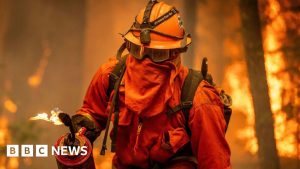 Hundreds of California prison inmates fight wildfires