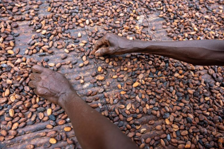 Cocoa Falls as Traders Assess Exchange Policy to Curb Volatility