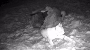 Watch: Second pair of lynxes filmed roaming Scottish Highlands | News