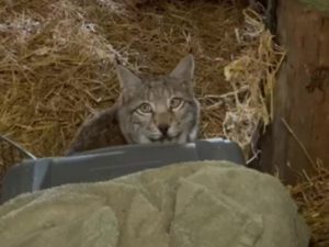 Two more lynx abandoned in Cairngorms caught – two days after earlier pair captured