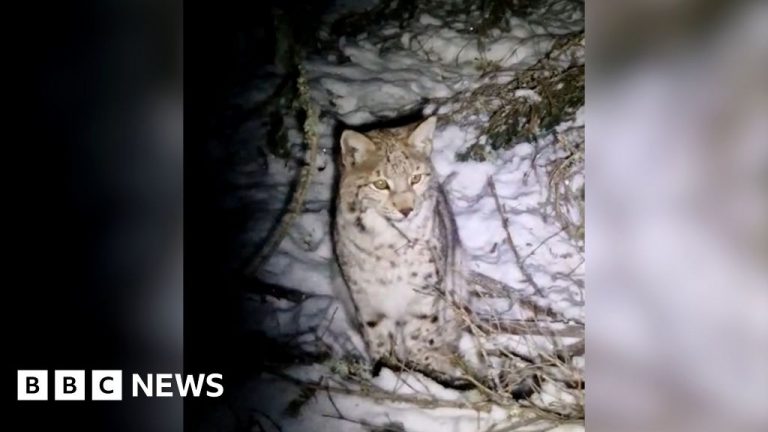 Watch the moment two lynx are captured in the Highlands