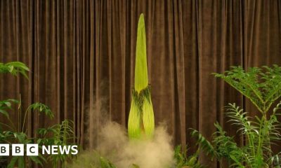 Thousands await stinky plant's rare bloom