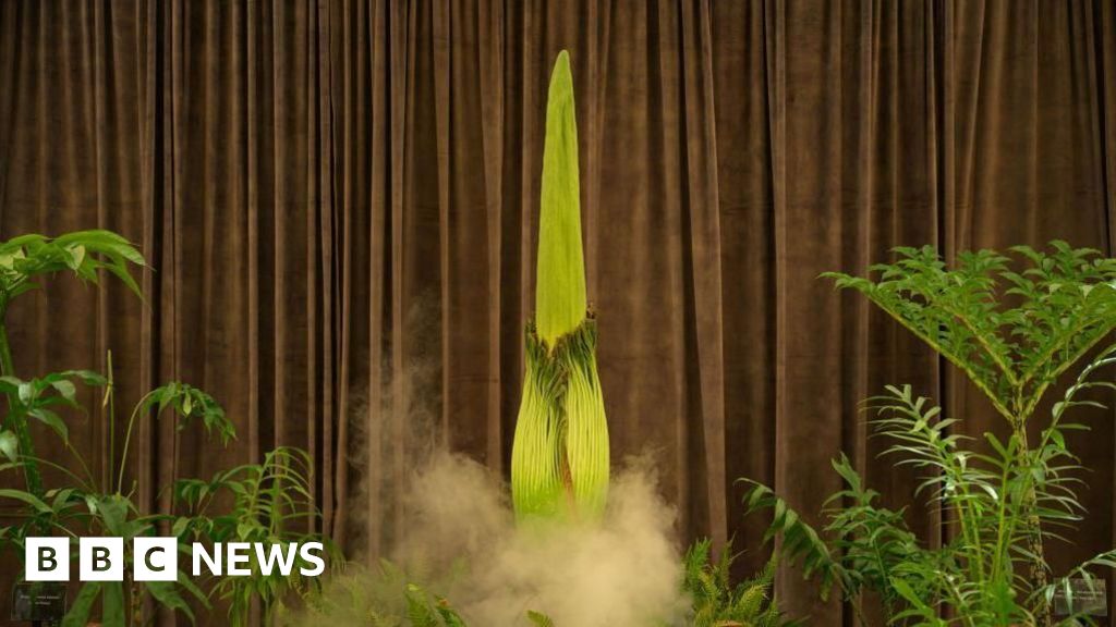 Thousands await stinky plant's rare bloom