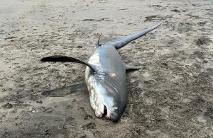 Huge endangered shark washes up on British beach