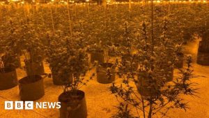 Cannabis grow worth £800,000 found in vacant building in Grimsby