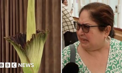 Australians react to smell of plant in bloom