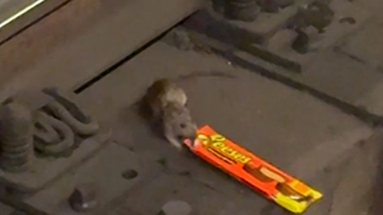 NYC Rat Filmed Dragging King-Size Reese’s Cups Across Subway Tracks, on Video