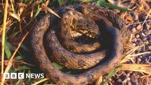 Warnings of stowaway snakes and tree-frogs hiding in pot plants