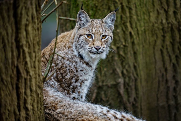 Illegally-released lynx captured in Scottish Highlands dies