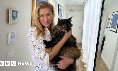 Cat makes three flights in 24 hours after being left on plane