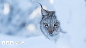 Police warning after two lynx illegally released in Highlands