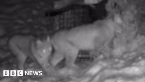 Lynx dies after being captured in Cairngorms