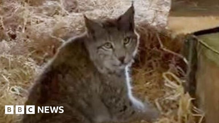 The quest to catch Cairngorms’ mysterious lynx